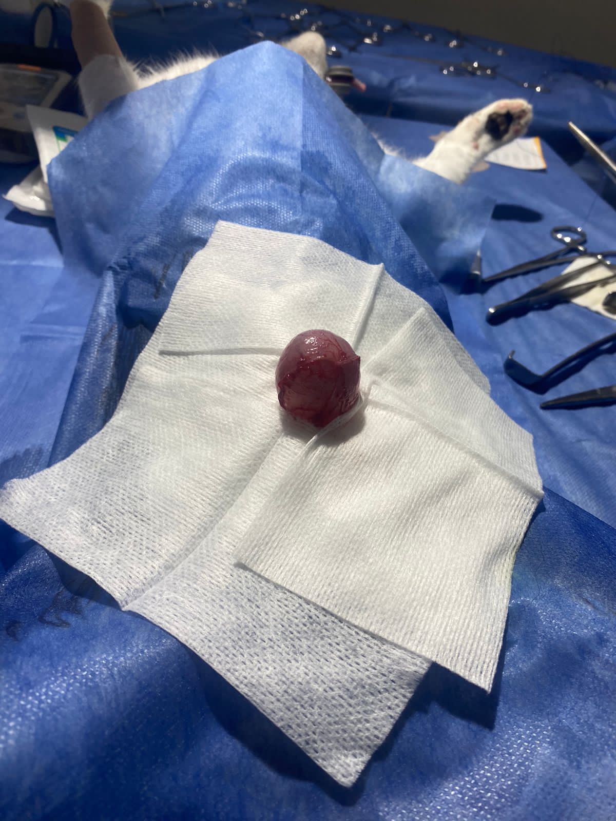 Cistotomía por Urolitiasis (felino macho)