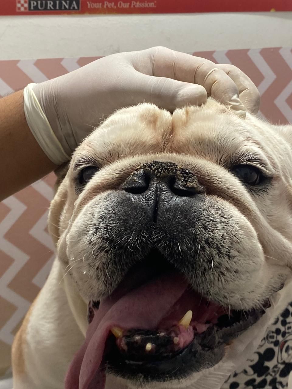 HIPERQUERATOSIS NASAL